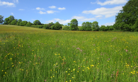 Kingcombe National Nature Reserve