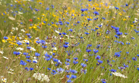 Wild flower meadow 