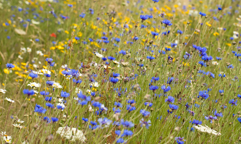 Wild flower meadow
