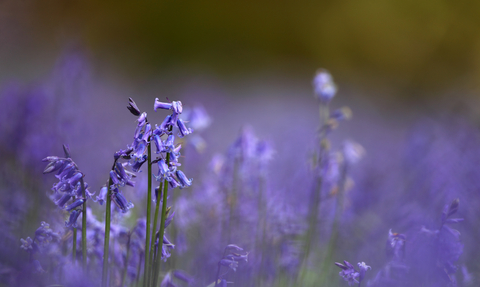 Bluebell carpet in an ancient woodland