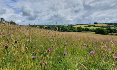 Kingcombe Meadows