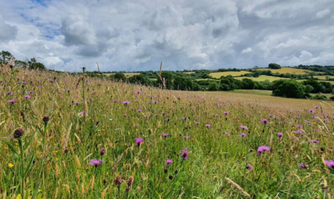 Kingcombe Meadows 