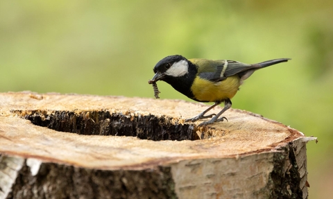 Great tit with caterpillar 