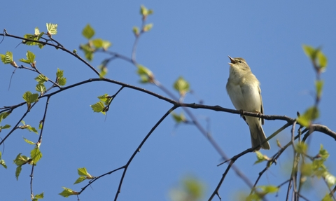 Singing bird