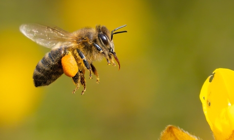 Bee