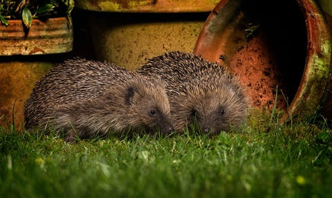 Two hedgehogs in a garden