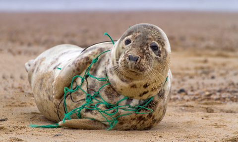 A seal laying on a beach with plastic netting around its neck
