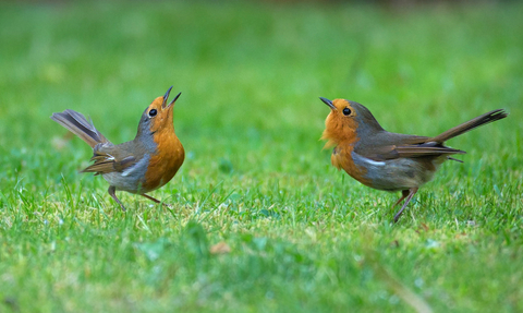 robins