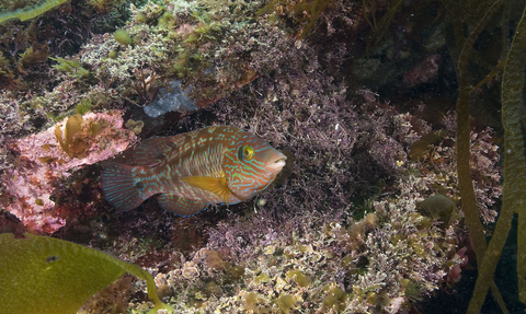 Corkwing wrasse 