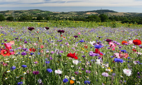 Wildflower meadow at Coppet Hill