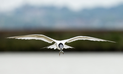 Sandwich tern with sand eel in its mouth at Brownsea Island