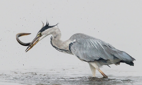 Grey heron with eel at Lodmoor 