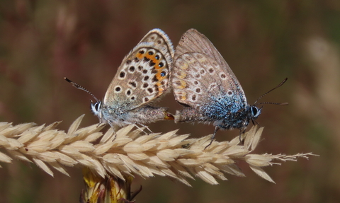 Silver-studded blues 