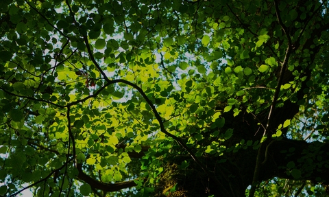 Trees at Bracketts Coppice