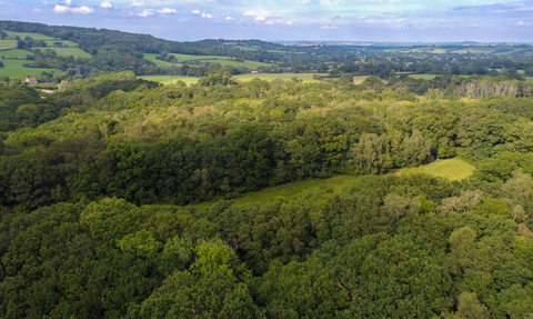Green woodland landscape shot from above, with horizon in the distance and blue sky