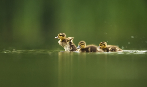 Three ducklings on the water 