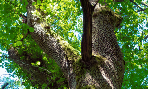 Large tree and leafy canopy photo taken from below