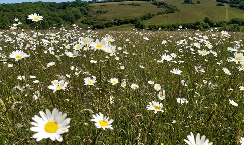 Daisies at Kingcombe