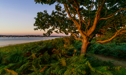 Brownsea Island