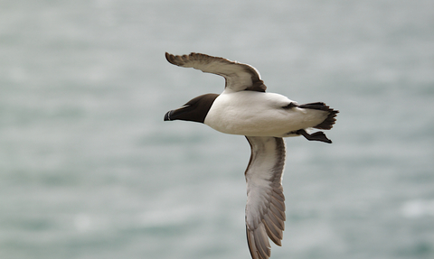 Razorbill