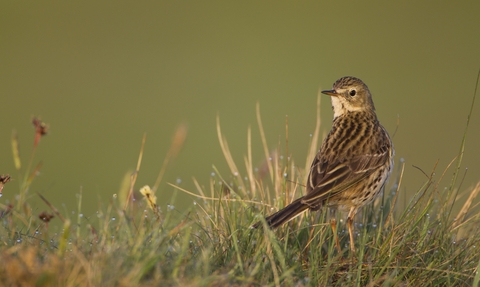 Meadow pipit 