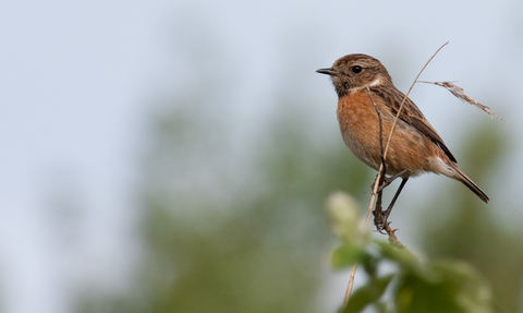 Female stonechat