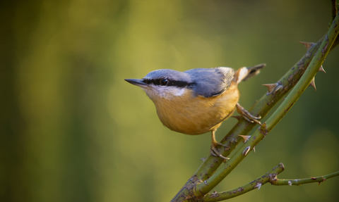 Nuthatch 