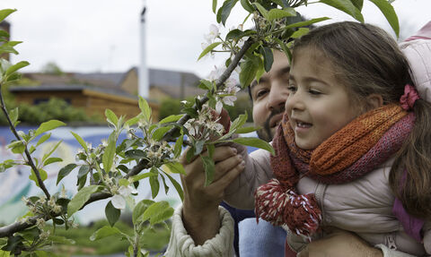 Apple tree branch in blossom. A small girl is being held up by a man to look at the blossom.