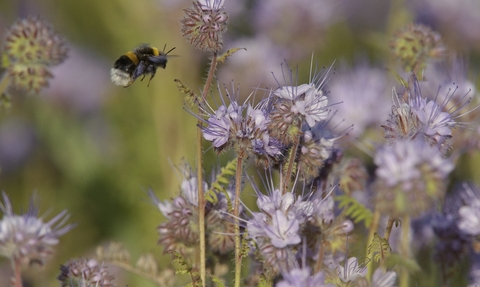 Buff-tailed bumble bee