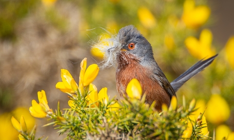 Dartford warbler with nesting