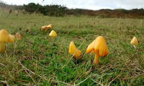 Waxcaps