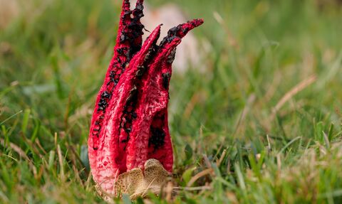 Devil's fingers
