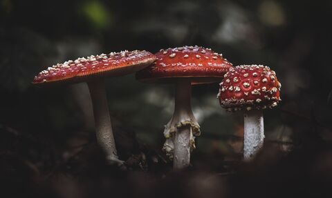 Fly agaric 