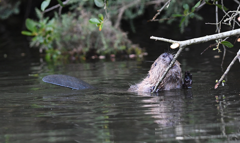 Cornwall beavers