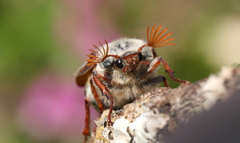 Cockchafer