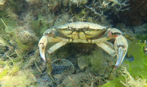 A photo of a crab taken underwater
