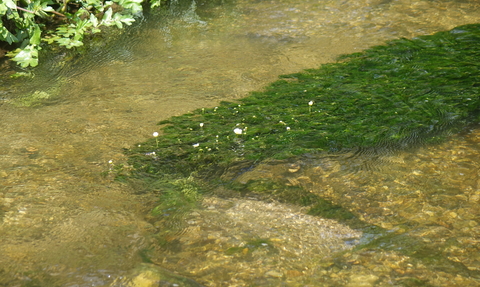 River Hooke