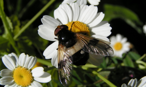 Pellucid hoverfly