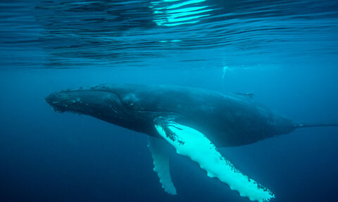 Humpback whale (c) Richard Shucksmith/scotlandbigpicture.com