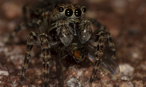 Zebra jumping spider