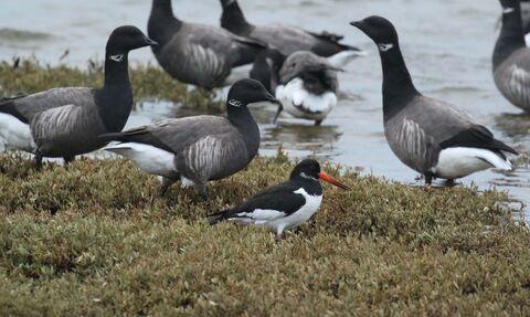 Oystercatcher and brent geese at Ferrybridge 