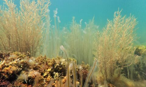 Seaweed at Kimmeridge