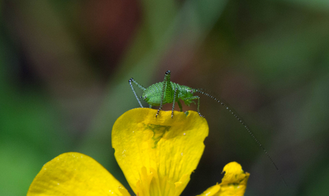 Speckled bush-cricket