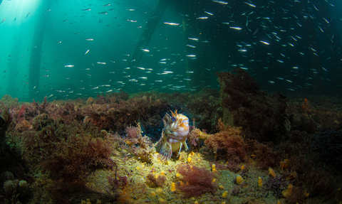 Tompot blenny under Swanage pier