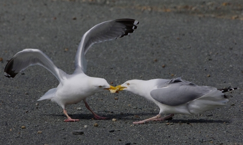 Herring gulls