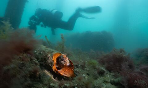 Diver with a tompot blenny