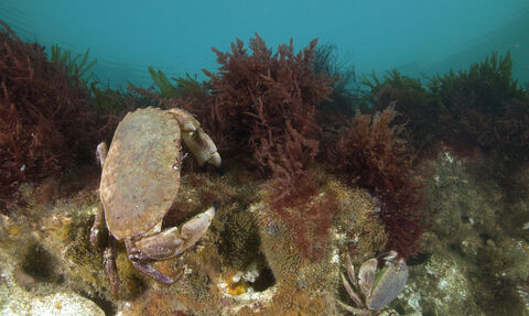 Crab on Cromer Shoal Chalk reef