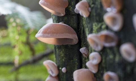 A group of jelly ear fungus growing on a tree trunk. They are pale pink and disc shaped, similar to an ear