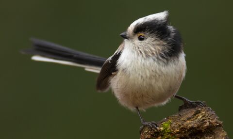 Long-tailed tit