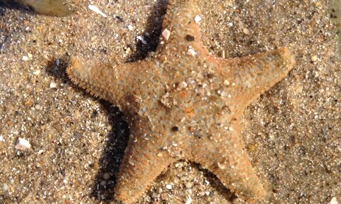 A common cushion star